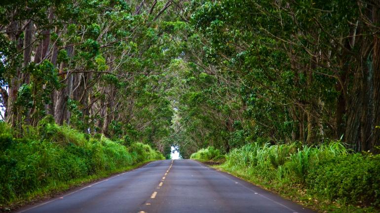 Driving down a shady road in Kōloa Driving down a shady road in Kōloa