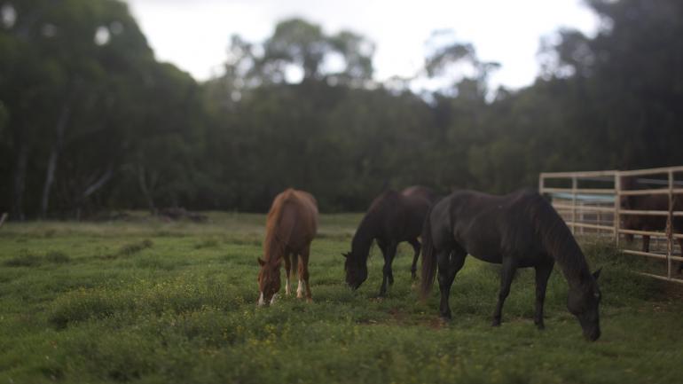 Horses graze in a field on Maui Horses graze in a field on Maui