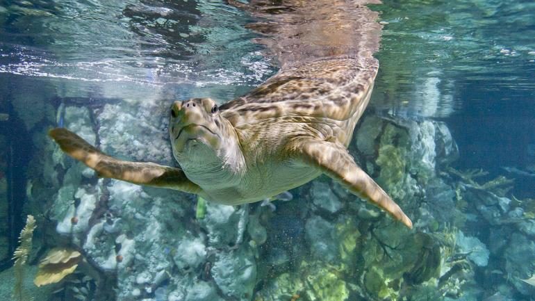 A seaturtle encounter at Shedd Aquarium A seaturtle encounter at Shedd Aquarium