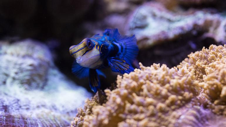 A tiny manadrinfish explores its saltwater habitat at Shedd A tiny manadrinfish explores its saltwater habitat at Shedd