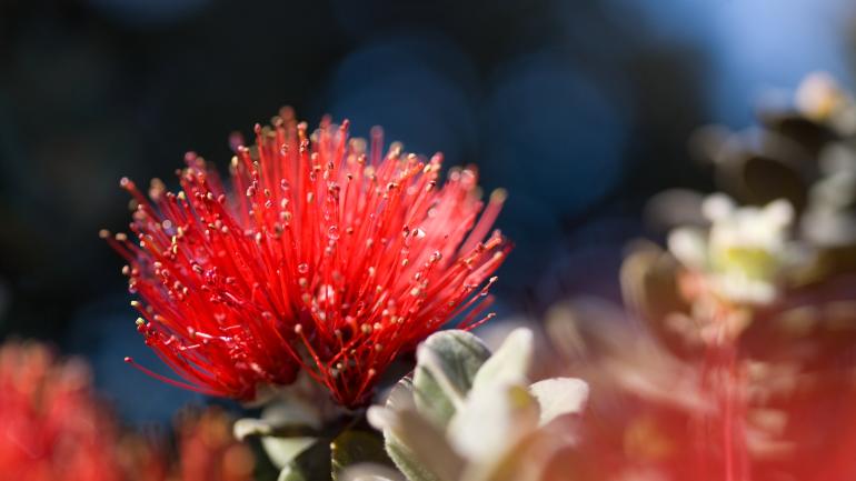Red lehua flowers from the ohia tree are abundant in Hawaiʻi Red lehua flowers from the ohia tree are abundant in Hawaiʻi