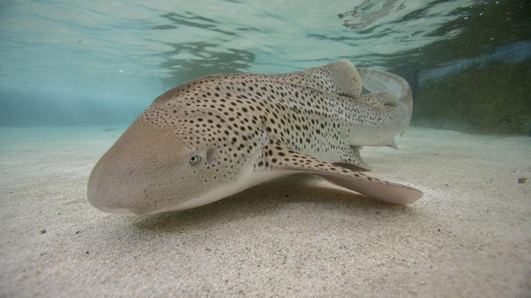 See sharks of all stripes and colors at Shedd Aquarium See sharks of all stripes and colors at Shedd Aquarium