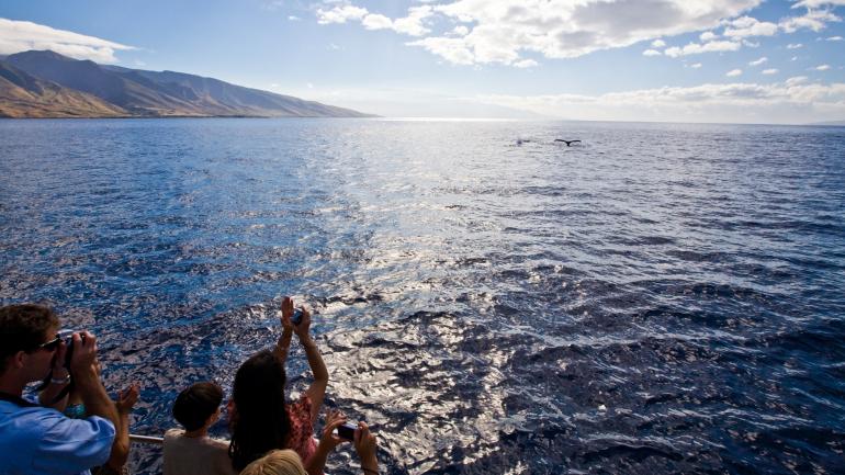 A whale’s fluke surfaces during a whale watching tour in Hawaiʻi A whale’s fluke surfaces during a whale watching tour in Hawaiʻi