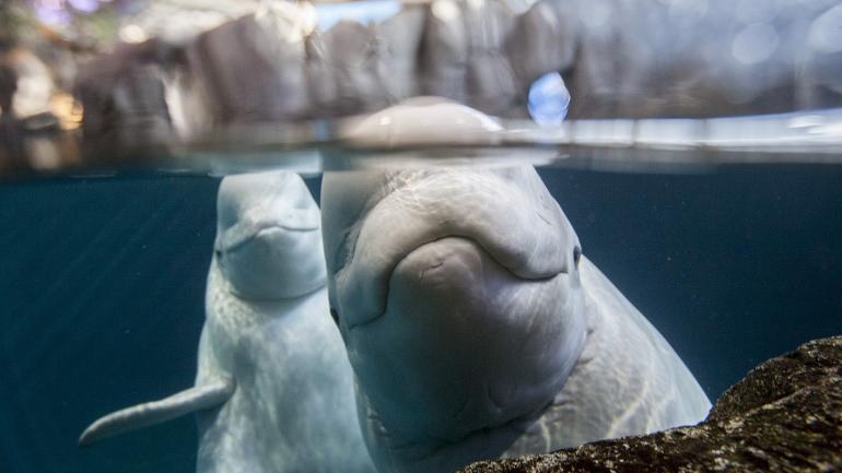 Beluga whales make an appearance at the Abbott Oceanarium Beluga whales make an appearance at the Abbott Oceanarium