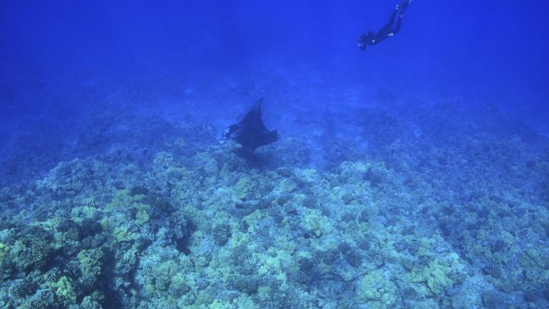 Swimming with manta rays during a dive on Kona’s South Shore Swimming with manta rays during a dive on Kona’s South Shore
