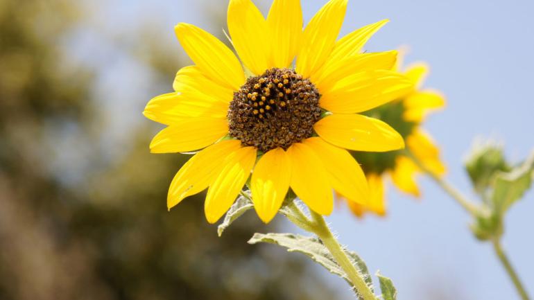Look for these bright yellow blooms across Arizona and southern California. Look for these bright yellow blooms across Arizona and southern California.