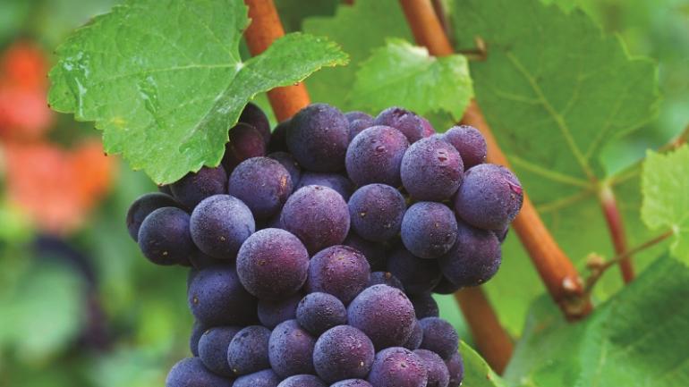 Oregon fields grow grapes for award-winning wines. Oregon fields grow grapes for award-winning wines.