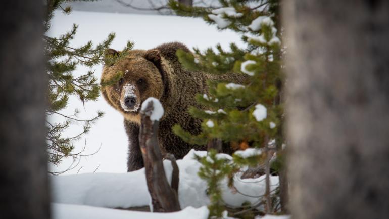 Remember: Never get too close to wild animals. You can capture the perfect photograph while still giving them plenty of space. Remember: Never get too close to wild animals. You can capture the perfect photograph while still giving them plenty of space.