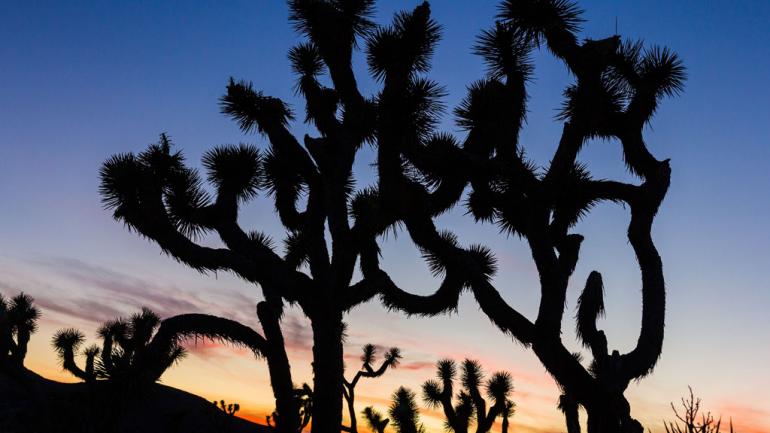 Joshua trees at dusk Joshua trees at dusk
