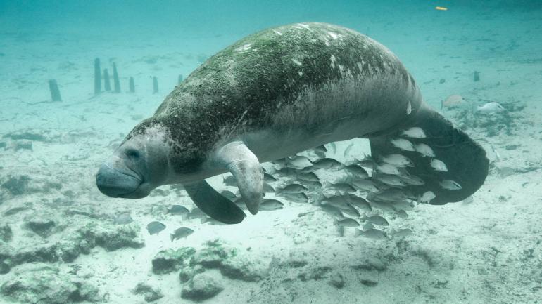 Manatees move slowly enough that algae may grow on their backs, like in the dark mat on this animal. Manatees move slowly enough that algae may grow on their backs, like in the dark mat on this animal.