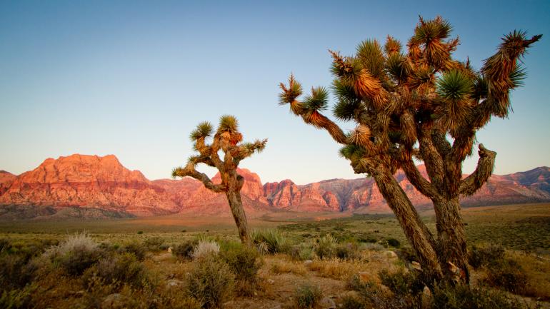 Cheryl Strayed started her journey along the Pacific Crest Trail in California’s Mojave Desert. Cheryl Strayed started her journey along the Pacific Crest Trail in California’s Mojave Desert.