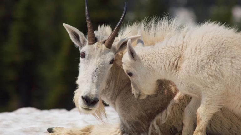 National Geographic photography director Dan Westergren was able to get close enough to capture this intimate moment between a mother mountain goat and her young in Montana’s Glacier National Park. National Geographic photography director Dan Westergren was able to get close enough to capture this intimate moment between a mother mountain goat and her young in Montana’s Glacier National Park.