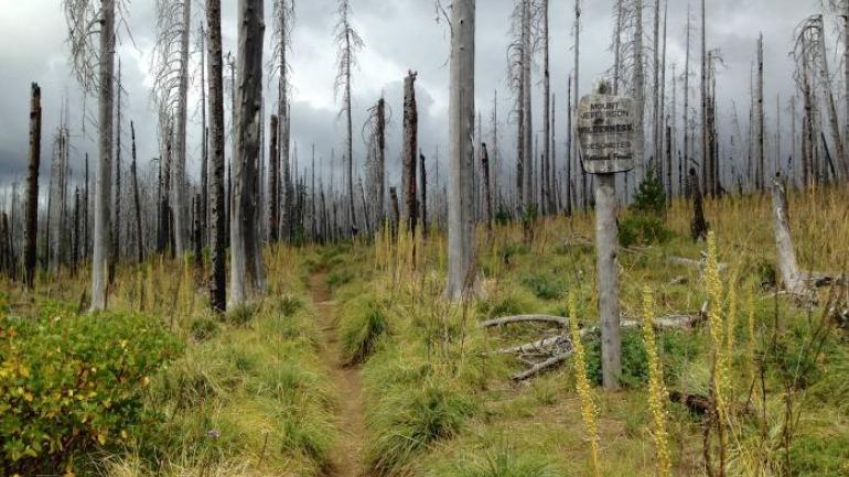 The Jefferson Wilderness is just north of Santiam Pass, with a burn area that stretches for miles and has an eerie quality to it. The stark white trees stand tall and sterile against the sky, bright green and yellow vegetation growing abundantly. The Jefferson Wilderness is just north of Santiam Pass, with a burn area that stretches for miles and has an eerie quality to it. The stark white trees stand tall and sterile against the sky, bright green and yellow vegetation growing abundantly.