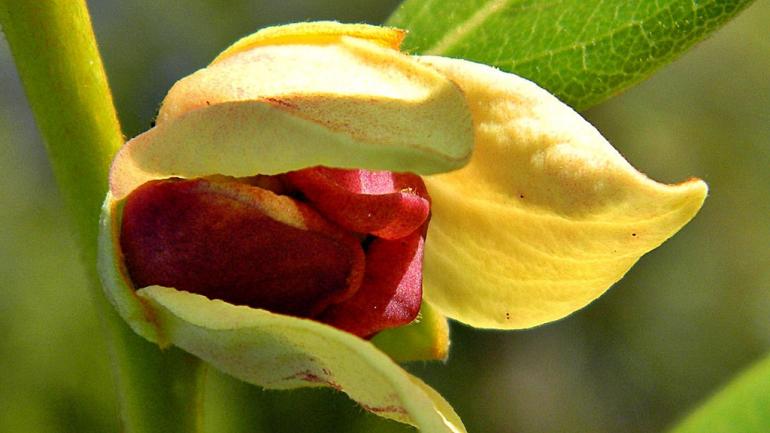 The four-petal pawpaw starts off with cream-colored petals before transitioning to a deep maroon color. The four-petal pawpaw starts off with cream-colored petals before transitioning to a deep maroon color.