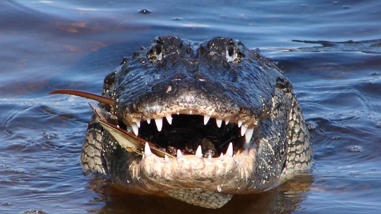 See alligators cool off while visiting Everglades National Park in Florida. See alligators cool off while visiting Everglades National Park in Florida.
