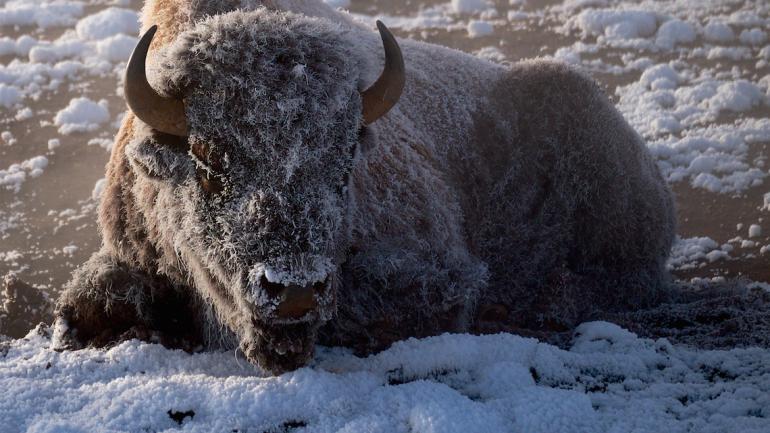 You’ll have a better chance of capturing stunning wildlife images — like this photo of a snow-covered bison in Yellowstone National Park — if you head out during the “golden hours.” You’ll have a better chance of capturing stunning wildlife images — like this photo of a snow-covered bison in Yellowstone National Park — if you head out during the “golden hours.”