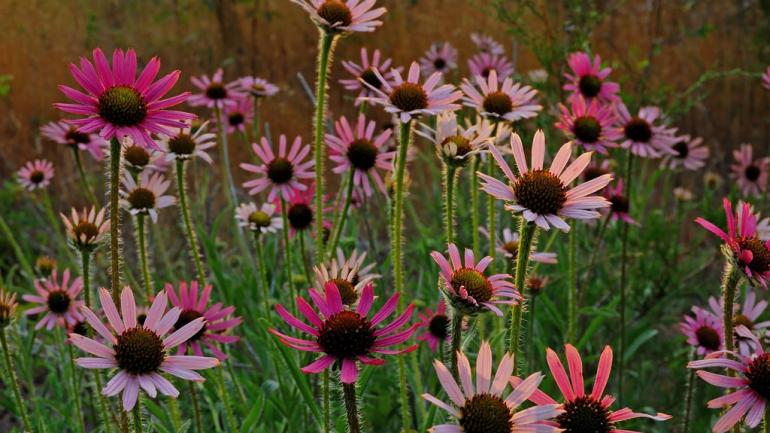 Keep your eyes peeled for the Tennessee coneflower when hiking in central Tennessee. Keep your eyes peeled for the Tennessee coneflower when hiking in central Tennessee.
