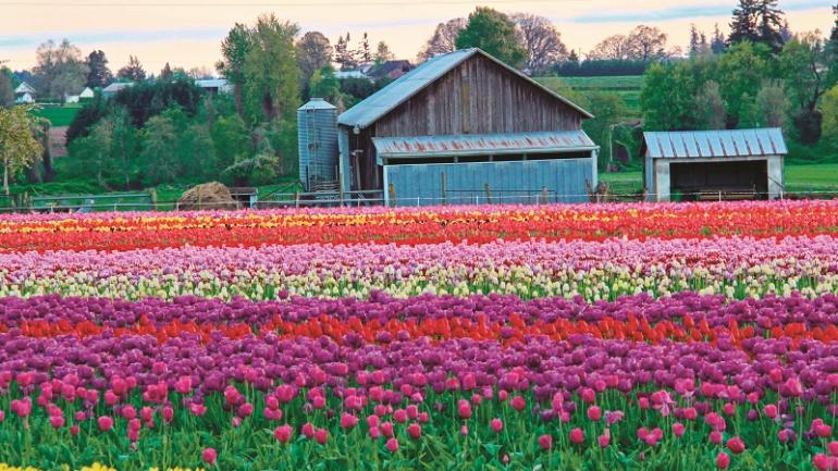 Self-guided driving tours wind through fields of blooming flowers to inviting farms. Self-guided driving tours wind through fields of blooming flowers to inviting farms.