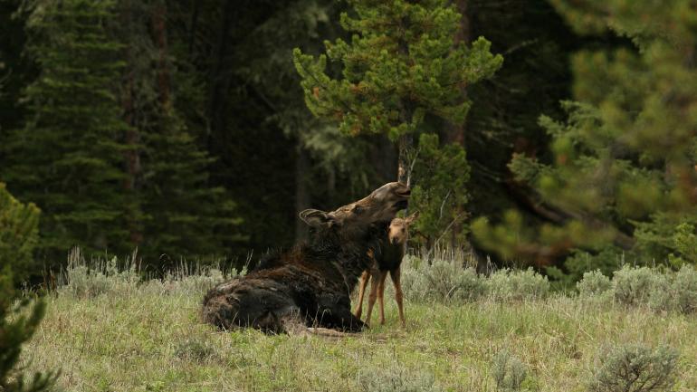 Park rangers and local residents can help guide you to places where you’re likely to spot wild animals, like this mother moose and her calf cuddling in Yellowstone National Park. Park rangers and local residents can help guide you to places where you’re likely to spot wild animals, like this mother moose and her calf cuddling in Yellowstone National Park.