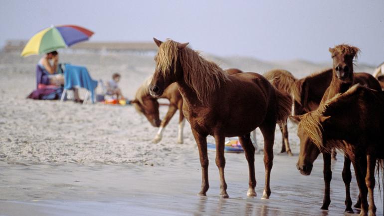 Assateague Ponies Assateague Ponies
