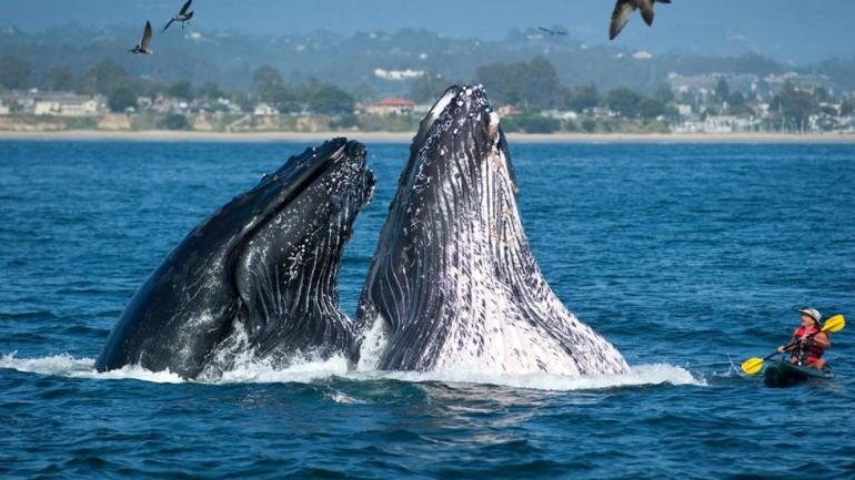Bei Wasseraktivitäten in der Monterey Bay, Kalifornien, lohnt es sich, die Augen nach Walen offen zu halten. Bei Wasseraktivitäten in der Monterey Bay, Kalifornien, lohnt es sich, die Augen nach Walen offen zu halten.