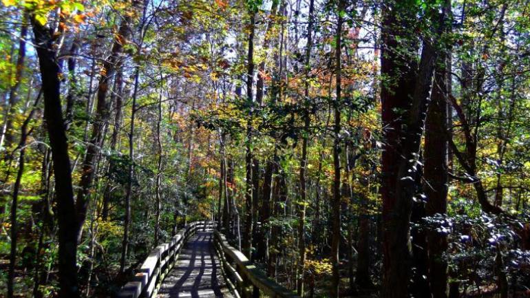 Congaree National Park Congaree National Park