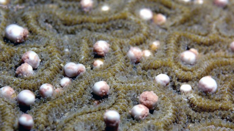 Boulder brain coral prepares to release its gametes during the creatures’ annual mass spawning event off the coast of Texas. Boulder brain coral prepares to release its gametes during the creatures’ annual mass spawning event off the coast of Texas.