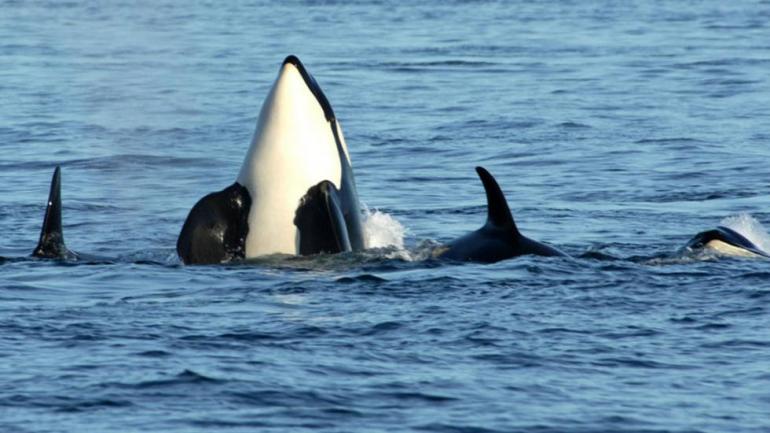 Zwischen Mai und Oktober könnt ihr auf der San Juan Island in Washington den Orcas beim Spielen im Wasser zusehen. Zwischen Mai und Oktober könnt ihr auf der San Juan Island in Washington den Orcas beim Spielen im Wasser zusehen.