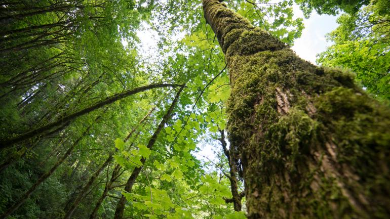Moss covered trees in Columbia Gorge, Oregon Moss covered trees in Columbia Gorge, Oregon