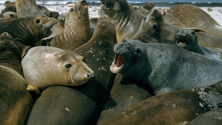 Located just off the coast of southern California, Channel Islands National Park is a popular gathering spot for sea mammals like the elephant seals pictured here. Located just off the coast of southern California, Channel Islands National Park is a popular gathering spot for sea mammals like the elephant seals pictured here.