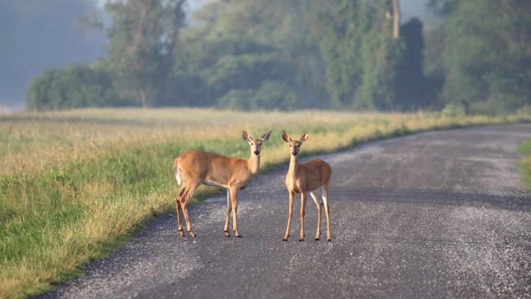 Deer sighting at Montezuma National Wildlife Refuge Deer sighting at Montezuma National Wildlife Refuge