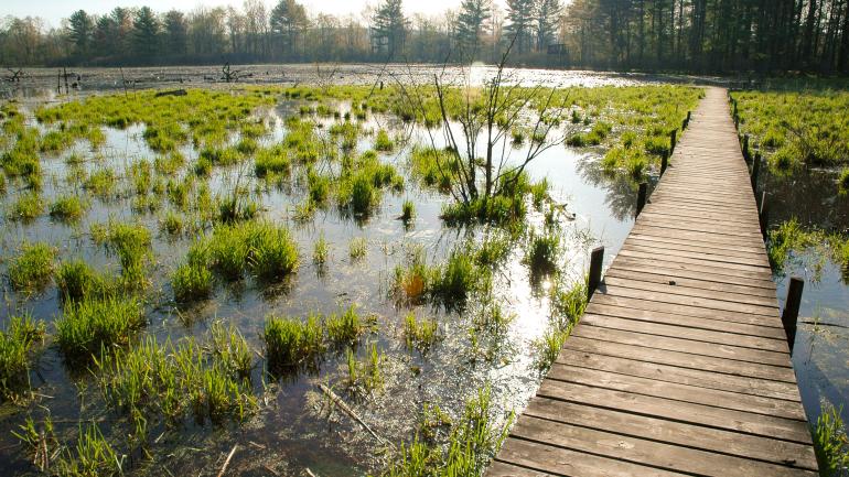 A boardwalk stretches across the marsh at Jamestown Audubon Nature Center A boardwalk stretches across the marsh at Jamestown Audubon Nature Center