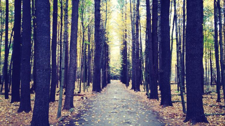 Walk between the trees at Saratoga Spa State Park Walk between the trees at Saratoga Spa State Park