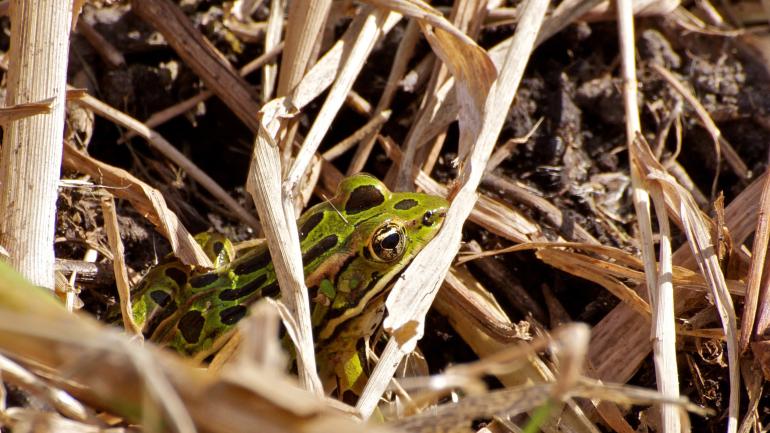 A small frog hides in the grass at the Iroquois National Wildlife Refuge A small frog hides in the grass at the Iroquois National Wildlife Refuge