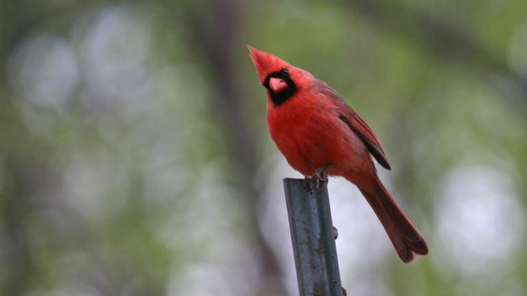 Keep your eyes to the sky to spot cardinals and other birds at The Wild Center Keep your eyes to the sky to spot cardinals and other birds at The Wild Center