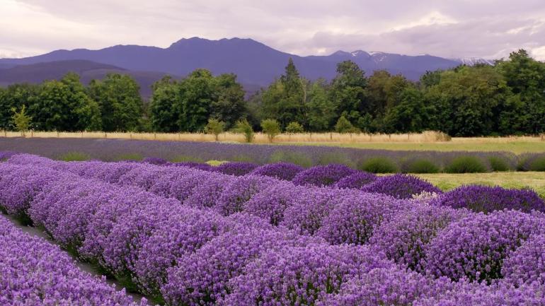 Woodinville Lavender Farm Woodinville Lavender Farm