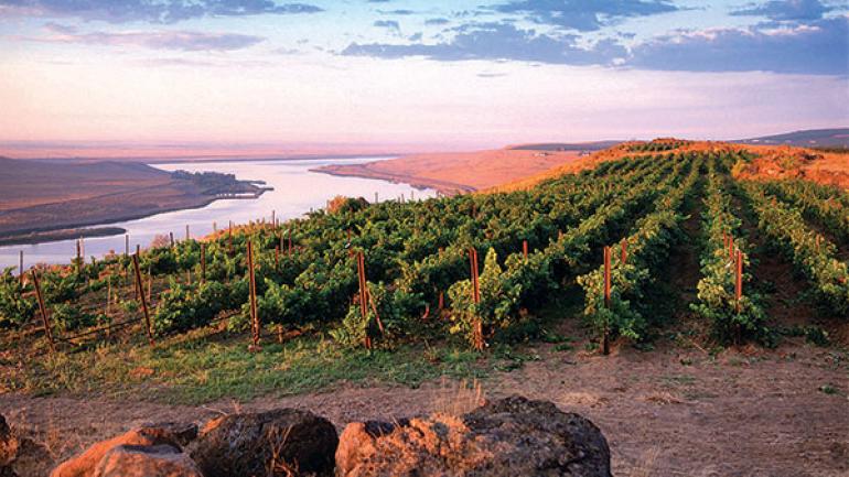 A vineyard on the banks of the Sammamish River A vineyard on the banks of the Sammamish River