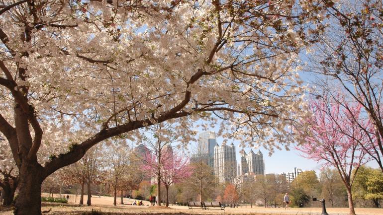Atlanta, Georgia's skyline as seen from Piedmont Park in spring Atlanta, Georgia's skyline as seen from Piedmont Park in spring