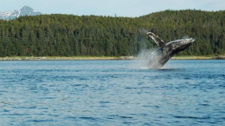 Kein seltener Anblick: Vor Alaskas abgeschieden gelegener Hauptstadt Juneau steigt ein Buckelwal aus dem Wasser auf. Kein seltener Anblick: Vor Alaskas abgeschieden gelegener Hauptstadt Juneau steigt ein Buckelwal aus dem Wasser auf.