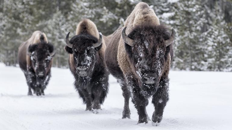 Bison is the scientific term for this mammal, but they're also called buffalo. Bison is the scientific term for this mammal, but they're also called buffalo.
