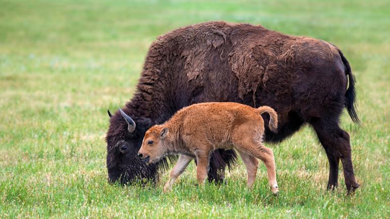 Bison are now found in nearly every U.S. state, but the best place to see wild herds is Yellowstone National Park. Bison are now found in nearly every U.S. state, but the best place to see wild herds is Yellowstone National Park.