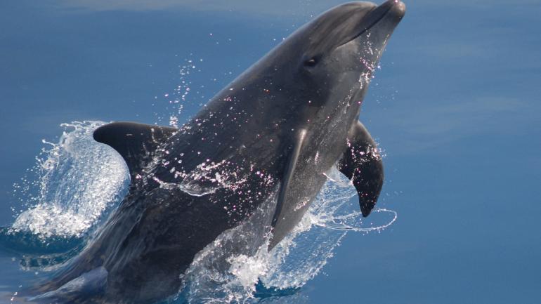 A bottlenose dolphin spy-hops to see what's going on above the water A bottlenose dolphin spy-hops to see what's going on above the water