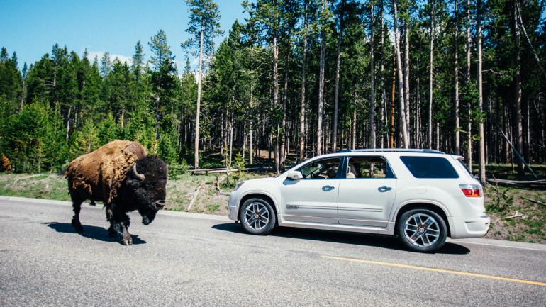 National park visitors are required to stay 23 meters away from bison, as their behavior can be unpredictable; you should never approach or touch one. National park visitors are required to stay 23 meters away from bison, as their behavior can be unpredictable; you should never approach or touch one.