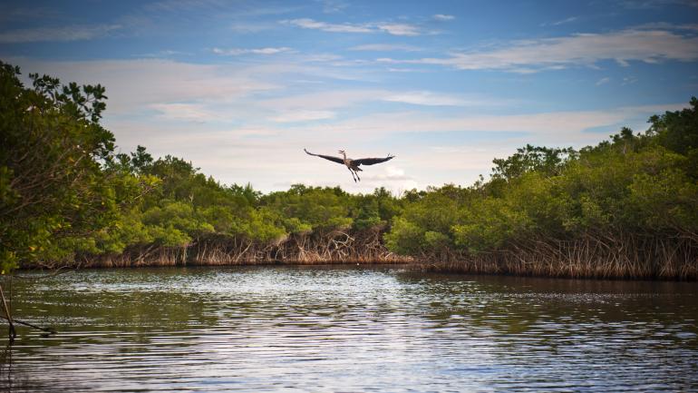 Great blue heron takes flight above the waterways in Everglades National Park Great blue heron takes flight above the waterways in Everglades National Park