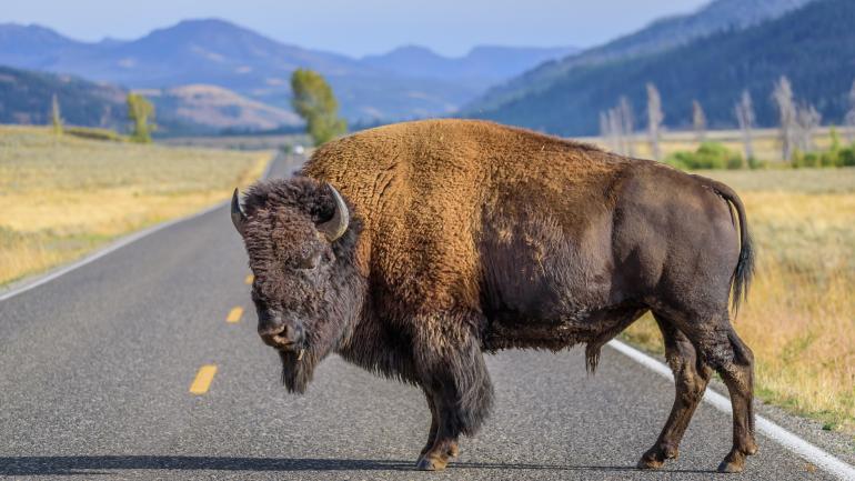 bison are the continent's largest mammal, and can grow to 2 meters tall and weigh up to 907 kilograms. bison are the continent's largest mammal, and can grow to 2 meters tall and weigh up to 907 kilograms.