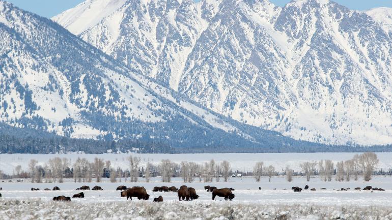 Bison have long been an emblem representing the USA's frontier roots. Bison have long been an emblem representing the USA's frontier roots.