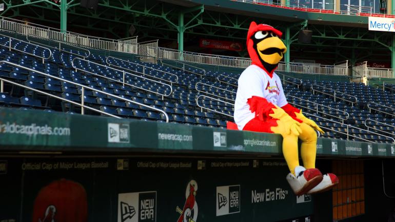 Springfield Cardinals mascot Louie at Hammons Field in Missouri Springfield Cardinals mascot Louie at Hammons Field in Missouri