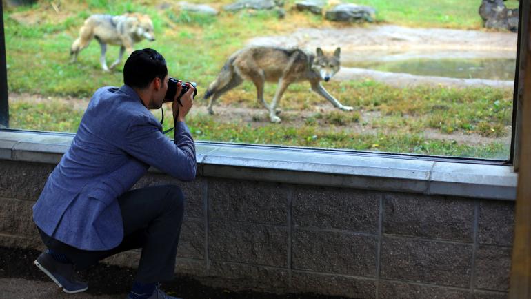 Mexican wolves at the Dickerson Park Zoo in Springfield, Missouri Mexican wolves at the Dickerson Park Zoo in Springfield, Missouri