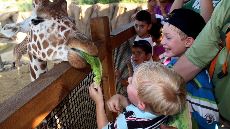 Feeding a giraffe at the Dallas Zoo Feeding a giraffe at the Dallas Zoo