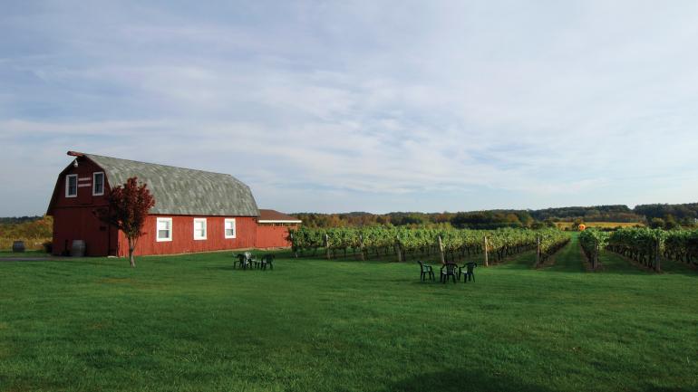 An idyllic vineyard in Western New York, a region known for ice wines An idyllic vineyard in Western New York, a region known for ice wines